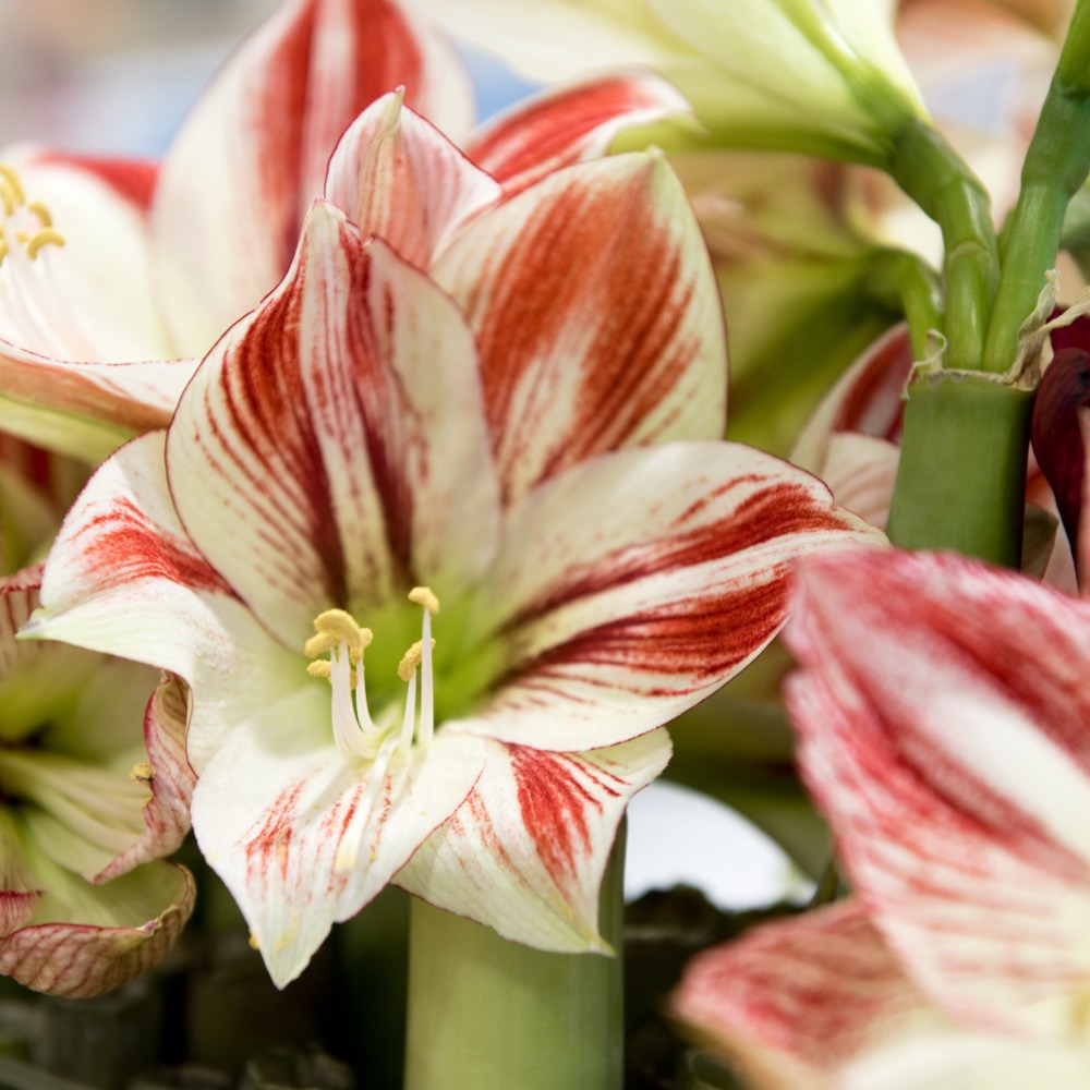 Amaryllis